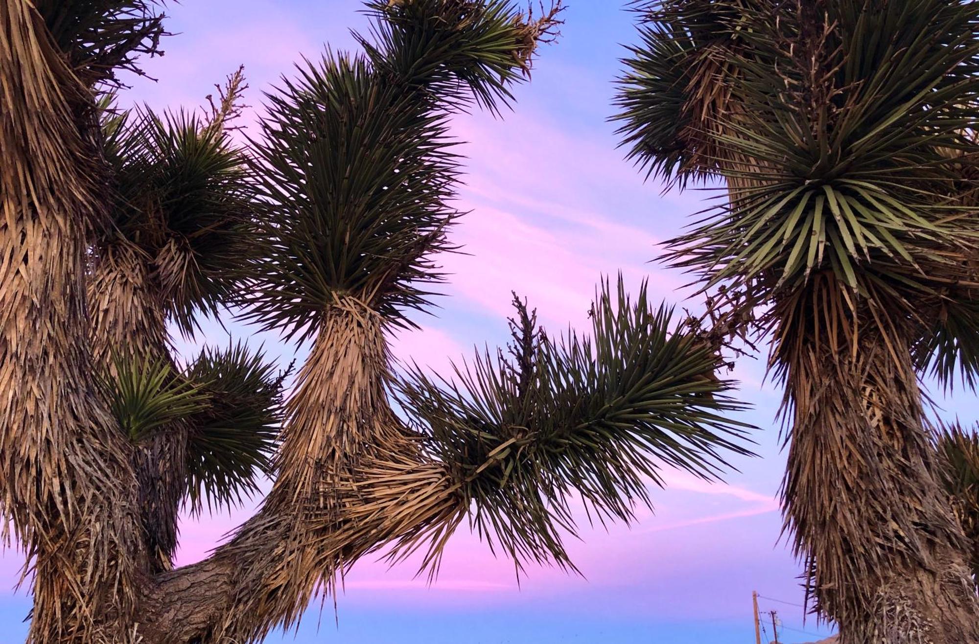 ג'ושואה טרי Cozy Desert Retreat With Amazing Views Only 4 Miles To Jtnp מראה חיצוני תמונה